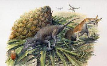 Ancient tiny teeth reveal first mammals lived more like reptiles