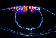 How Stem Cells Choose their Careers