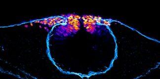 How Stem Cells Choose their Careers