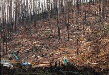 New benchmark to protect biodiversity after bushfires