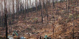 New benchmark to protect biodiversity after bushfires