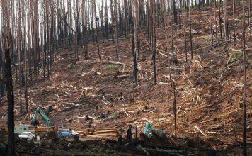 New benchmark to protect biodiversity after bushfires