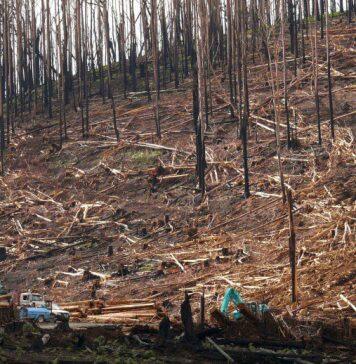 New benchmark to protect biodiversity after bushfires