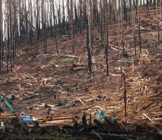 New benchmark to protect biodiversity after bushfires