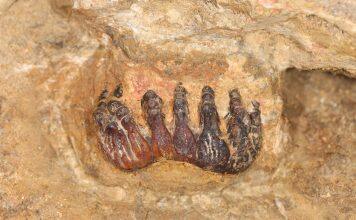 UM Scientists Disvover First Ancient Elephant Fossil in Malaysia