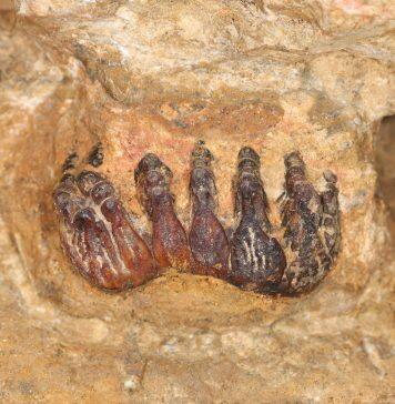 UM Scientists Disvover First Ancient Elephant Fossil in Malaysia