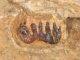 UM Scientists Disvover First Ancient Elephant Fossil in Malaysia