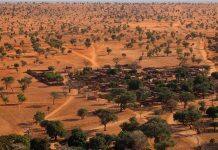 Artificial intelligence reveals hundreds of millions of trees in the Sahara