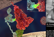 Researchers discovered the second ‘key’ used by the SARS-CoV-2 virus to enter into human cells