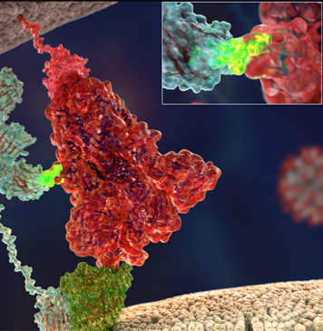 Researchers discovered the second ‘key’ used by the SARS-CoV-2 virus to enter into human cells
