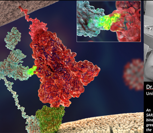 Researchers discovered the second ‘key’ used by the SARS-CoV-2 virus to enter into human cells