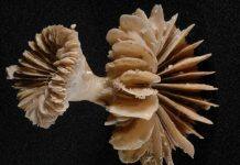 Deep sea coral time machines reveal ancient CO2 burps