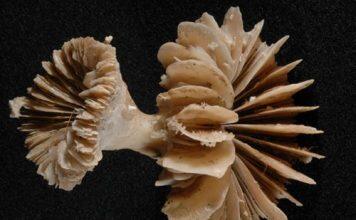 Deep sea coral time machines reveal ancient CO2 burps