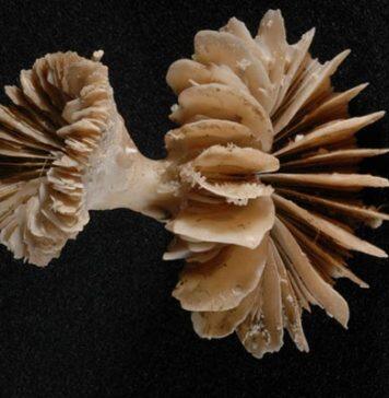 Deep sea coral time machines reveal ancient CO2 burps