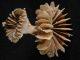 Deep sea coral time machines reveal ancient CO2 burps
