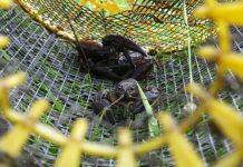 Crayfish ‘trapping’ fails to control invasive species