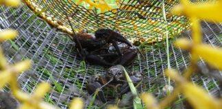Crayfish ‘trapping’ fails to control invasive species