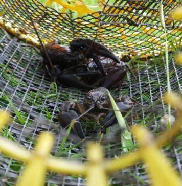Crayfish ‘trapping’ fails to control invasive species
