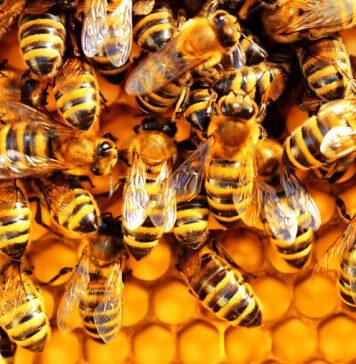The first-ever insect vaccine helps bees stay healthy