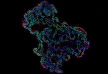 ‘Mini-lungs’ reveal early stages of SARS-CoV-2 infection