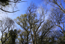 Chemical clues in leaves can reveal ash tree resistance to deadly disease