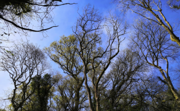 Chemical clues in leaves can reveal ash tree resistance to deadly disease
