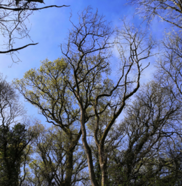 Chemical clues in leaves can reveal ash tree resistance to deadly disease