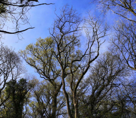 Chemical clues in leaves can reveal ash tree resistance to deadly disease