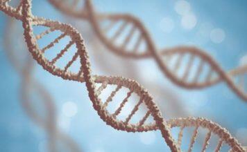 Height in humans is genetically similar to height in cattle