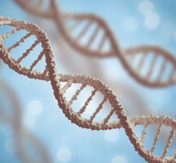 Height in humans is genetically similar to height in cattle