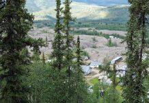 Using tree rings, University of Toronto researchers measure history of mercury contamination in Yukon