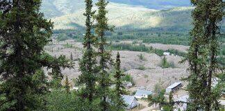 Using tree rings, University of Toronto researchers measure history of mercury contamination in Yukon