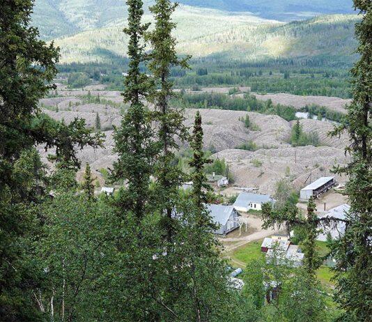 Using tree rings, University of Toronto researchers measure history of mercury contamination in Yukon