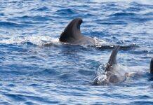 Underwater noise affects marine animals’ relationships But to what extent?