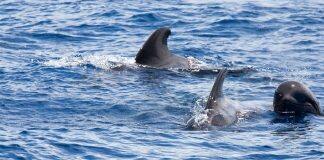 Underwater noise affects marine animals’ relationships But to what extent?