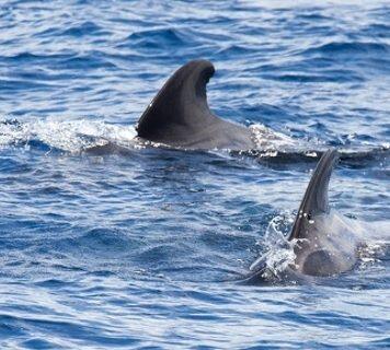 Underwater noise affects marine animals’ relationships But to what extent?