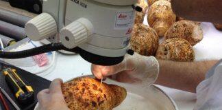 Dollar value put on Australia’s biosecurity system – a world first