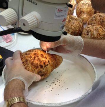 Dollar value put on Australia’s biosecurity system – a world first