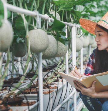 Challenge to accelerate innovation in the food, fibre and agritech sector