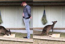 CityU researcher: Kangaroos can intentionally communicate with humans