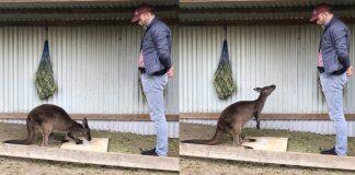 CityU researcher: Kangaroos can intentionally communicate with humans