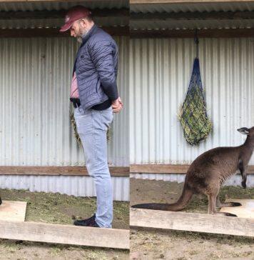 CityU researcher: Kangaroos can intentionally communicate with humans