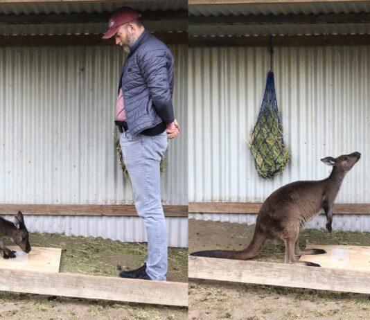 CityU researcher: Kangaroos can intentionally communicate with humans