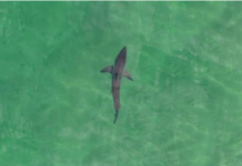 Study estimates 200-plus white sharks breed each year