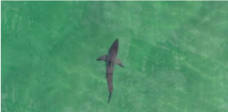 Study estimates 200-plus white sharks breed each year