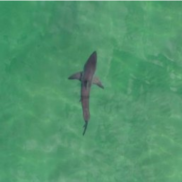 Study estimates 200-plus white sharks breed each year