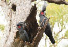 Ringo Starr of the bird world heading for extinction
