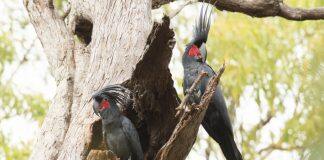 Ringo Starr of the bird world heading for extinction