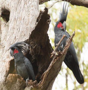 Ringo Starr of the bird world heading for extinction