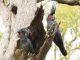 Ringo Starr of the bird world heading for extinction